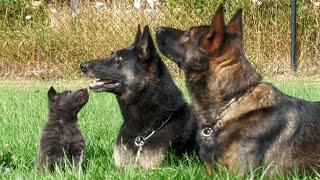 Family Obedience - Working Together in Unison | Kraftwerk K9 German Shepherds