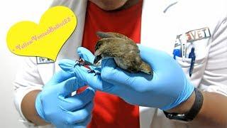 VET Visit Canary (Broken Feather) & Yellow-Vented Bulbul