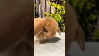 Rabbit Grooming Video #short #shorts #animal #animals #cuteanimals #rabbit #bunny #pets #pet  #cute