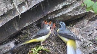 Gebirgsstelze (Motacilla cinerea). Eifel / Ellerbach