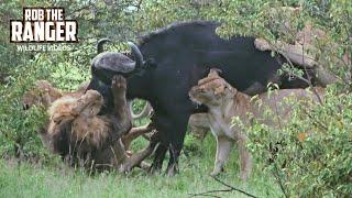 Lions Bring Down A Big Buffalo | Maasai Mara | Zebra Plains Safari