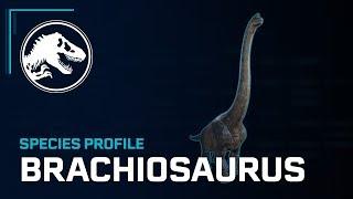 Species Profile - Brachiosaurus