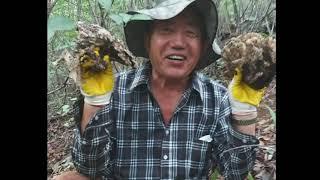 자연인버섯달인자연산  버섯만 40년/40 years in search of natural mushroom master mushroom