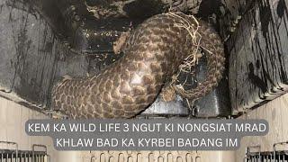 KEM KA WILD LIFE 3 NGUT KI NONGSIAT MRAD KHLAW BAD KA KYRBEI BADANG IM