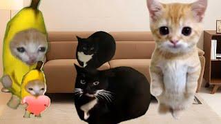 Baby Banana Cat  Videos 3 ( 2 Minutes )