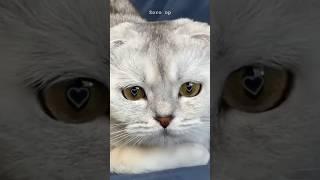 Cute cat ~ Viral Gadgets, Smart Appliances, Kitchen Utensils/ Home Inventions #shorts #gadgets