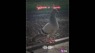 Vs Greater saloni video Fancy Pigeon Loft | World Unique Amazing Pigeons Video | Fancy Pigeon Breeds