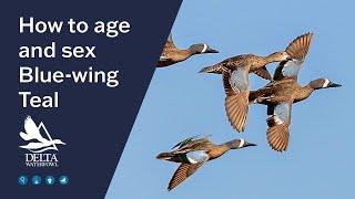 Determining the Sex and Age Of Blue-winged Teal | Duckology