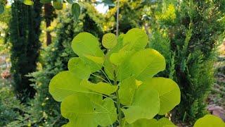 Cotinus Coggygria | Cotinus Coggygria Golden Spirit | Smokebush