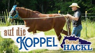 Pferd auf die Koppel Bringen | Bernd Hackl erklärt! 