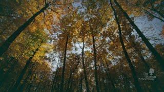 The Morton Arboretum - The Champion of Trees