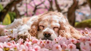 Relaxing Dog TV – 12 Hours of Soothing Music & Farm Animals including Dogs, Chickens, Birds, & Ducks