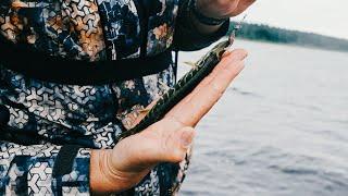 INSANE PIKE AND PERCH FISHING BATTLE IN HEAVY RAIN AT ENGURES LAKE!  PRIVATE TOURNAMENT TRIUMPH! 