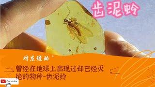 琥珀 琥珀直播 – 对庄高端 琥珀 蜜蠟 蜜蜡 珠宝定制，琥珀 养心， 蜜蠟 养人，定制属于你的 琥珀 蜜蠟 蜜蜡 珠宝 代购 挂坠，全网最权威 琥珀教学 蜜蠟教學 蜜蜡教学 #琥珀  #蜜蠟 #蜜蜡