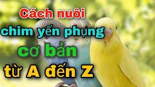 Cách nuôi chim yến phụng cơ bản cho người mới bắt đầu | Lâm Phạm