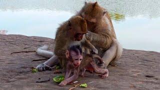 Adorable Monkey Baby So Cute Wildlife KH