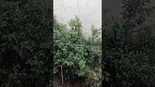 relaxation with rain.                           با باران ریلکس کنید