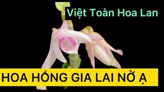 Hoa Hồng Gia Lai • Việt Toàn Hoa Lan