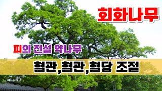 【약초대학TV】 피의 전설 회화나무,혈관,혈압,혈당  (도영복.고흥식 교수)  #갱년기 #심혈관  #선물 #축제