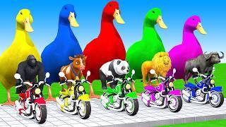 5 Giant Duck Cartoon, Cow, Elephant, Tiger, Paint Wild Animals Crossing Fountain Animation