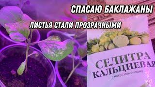 Баклажаны стали прозрачными. Окислилась почва в рассаде. Кальциевая селитра? Что я с делала?