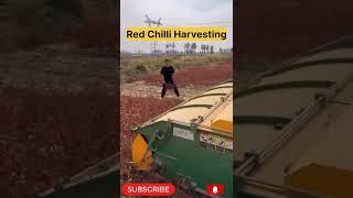 Red chilli harvesting | red chilli #viral #trending #satisfying #shorts
