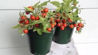 Micro Tom Tomato Plants Small Plants Big Yields!