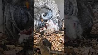 Feeding Great Grey Owl babies (graphic) #shorts #owl #birds #feed #baby #owls #nature