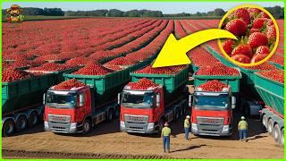 Strawberries Mega Factory: How They GROW and PROCESS Millions of Strawberries Inside The Factory