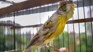 Canary Song - Spanish Timbrado Classico - A gift to a Friend