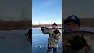 Giant pike kiss#fishing #icefish #shortsviral #icefishing #fish #shorts