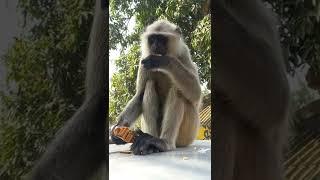 MONKEY    MOMENTS IN KESHABPUR W.B