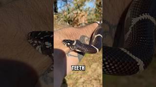 Snake Bites My Arm…