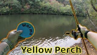 Bank fishing with worms for Yellow Perch