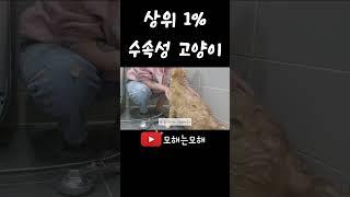 목욕천재 김모해 상위1%수속성 #고양이#냥빨#고양이목욕