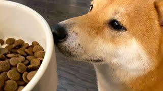 When the Food Bowl is Empty | Super Shiba