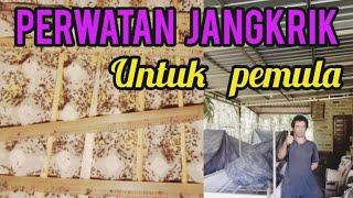 perawatan jangkrik