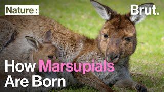 How Marsupials Are Born