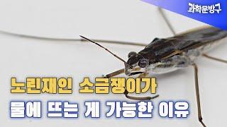 이게 가능해..? 가벼운 이유로 물을 이기는 방법 / 과학문방구 #소금쟁이#물에 사는 법#노린재