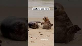 What is the difference between seals and sea lions?