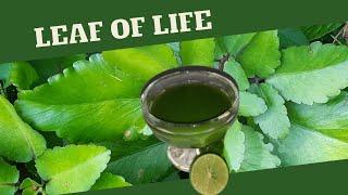 Leaf of Life for COUGHS & COLDS / BENEFITS of Leaf of Life / Earth's Medicine