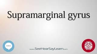 Supramarginal gyrus   Anatomy of the Brain   SeeHearSayLearn 