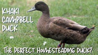 Khaki Campbell Ducks: The Perfect Homesteading Duck