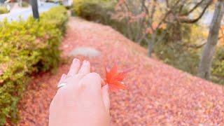 WHAT AN AMAZING NATURE/GREAT CHANGING COLORS OF LEAVES #japan