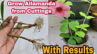 Easiest Way to Grow Allamanda Plant from Cuttings || Video with Full Updates