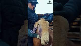 #agro #cow #milk #automobile #animals #dairy #rek #farming #vet #farm