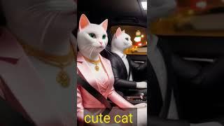 meri makeup wali | cute cat #shorts #billi