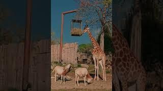 PARCO NATURA VIVA Lo zoo safari più bello d'ItaliaZoo Walking Tour | 4K | Italy #giraffa#giraffes