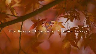 Feuilles d’automne japonaises : La beauté du Momijigari (紅葉狩り) et du Mono no Aware (物の哀れ)