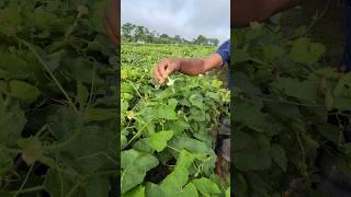 Amazing Hand Pollination of Pointed Gourd #shorts